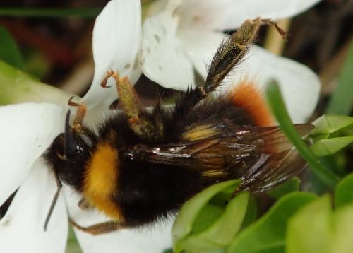 Réf. 225 249 : Bombus pratorum